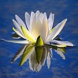 Backlit Water Lily_54181